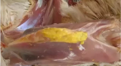 現(xiàn)在青年雞最嚴(yán)重的是什么？